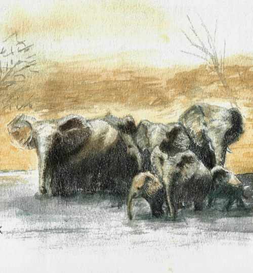 Elephants