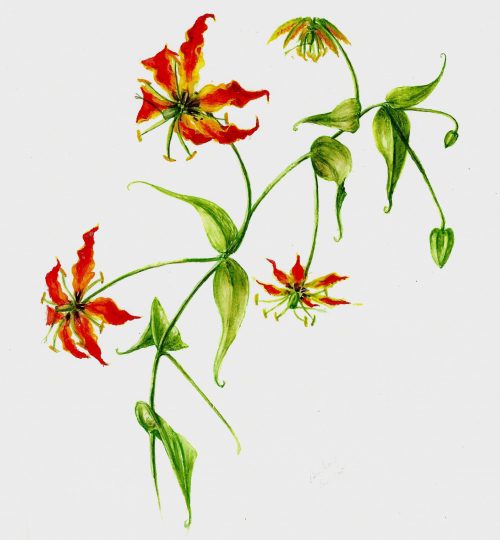 Flame Lily