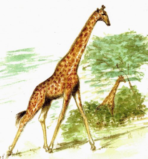 Giraffe (3)