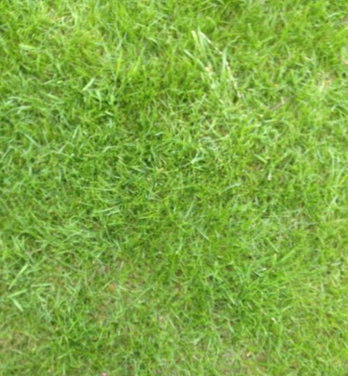 lawn