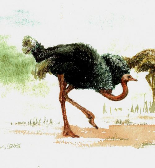 ostrich 2