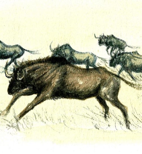 wildebeeste